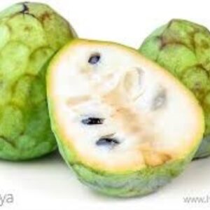 CHIRIMOYA