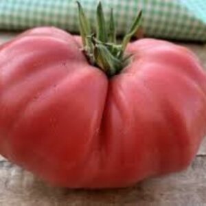 TOMATES ROSA